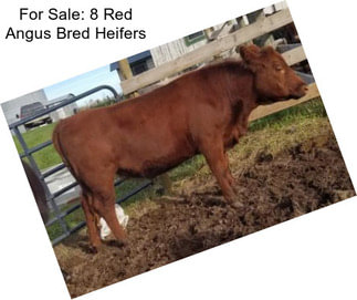 For Sale: 8 Red Angus Bred Heifers