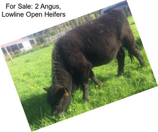 For Sale: 2 Angus, Lowline Open Heifers