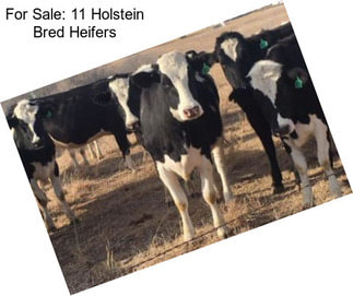 For Sale: 11 Holstein Bred Heifers