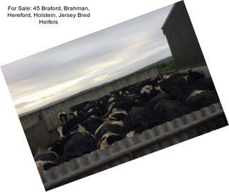 For Sale: 45 Braford, Brahman, Hereford, Holstein, Jersey Bred Heifers