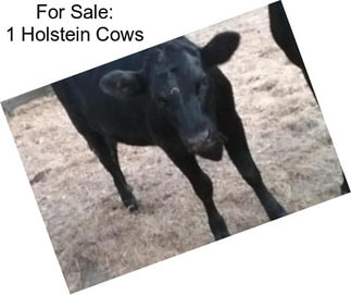 For Sale: 1 Holstein Cows