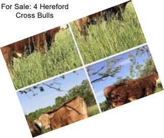 For Sale: 4 Hereford Cross Bulls