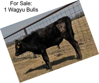 For Sale: 1 Wagyu Bulls