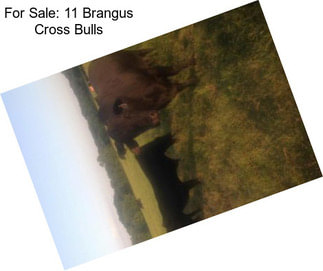 For Sale: 11 Brangus Cross Bulls