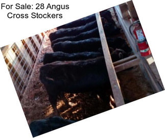 For Sale: 28 Angus Cross Stockers
