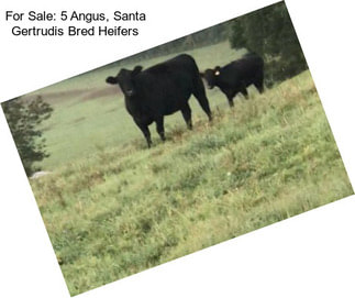 For Sale: 5 Angus, Santa Gertrudis Bred Heifers