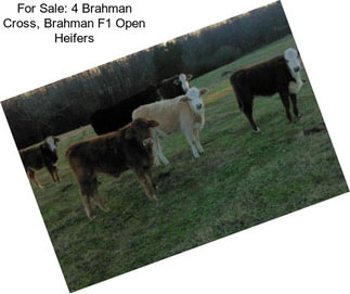 For Sale: 4 Brahman Cross, Brahman F1 Open Heifers