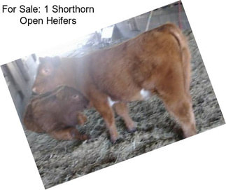 For Sale: 1 Shorthorn Open Heifers