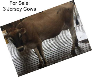 For Sale: 3 Jersey Cows