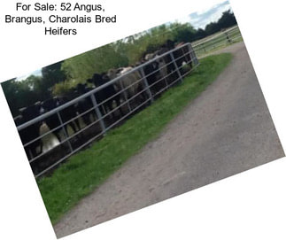 For Sale: 52 Angus, Brangus, Charolais Bred Heifers