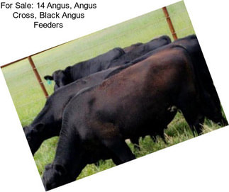 For Sale: 14 Angus, Angus Cross, Black Angus Feeders