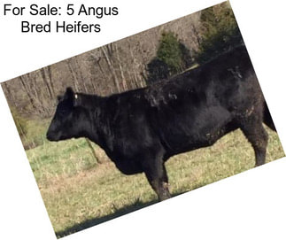 For Sale: 5 Angus Bred Heifers