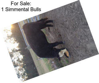 For Sale: 1 Simmental Bulls