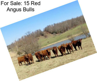 For Sale: 15 Red Angus Bulls