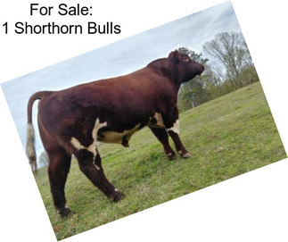 For Sale: 1 Shorthorn Bulls