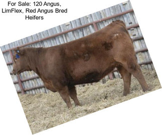 For Sale: 120 Angus, LimFlex, Red Angus Bred Heifers