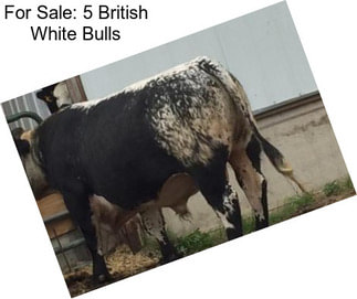 For Sale: 5 British White Bulls