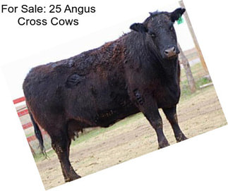 For Sale: 25 Angus Cross Cows