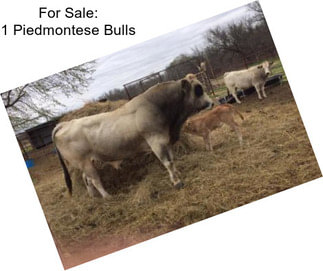 For Sale: 1 Piedmontese Bulls