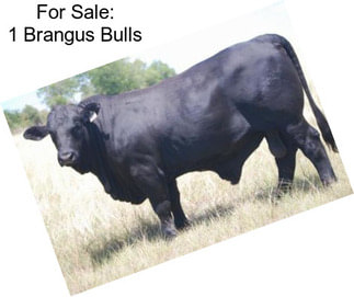 For Sale: 1 Brangus Bulls