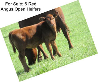 For Sale: 6 Red Angus Open Heifers