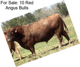 For Sale: 10 Red Angus Bulls