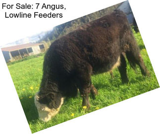 For Sale: 7 Angus, Lowline Feeders