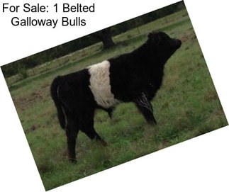 For Sale: 1 Belted Galloway Bulls