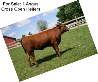 For Sale: 1 Angus Cross Open Heifers