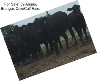For Sale: 39 Angus, Brangus Cow/Calf Pairs
