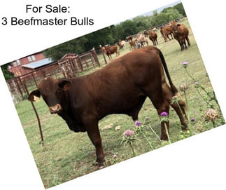 For Sale: 3 Beefmaster Bulls