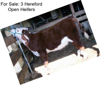 For Sale: 3 Hereford Open Heifers
