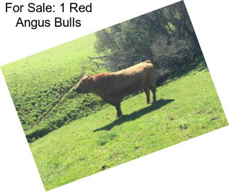 For Sale: 1 Red Angus Bulls