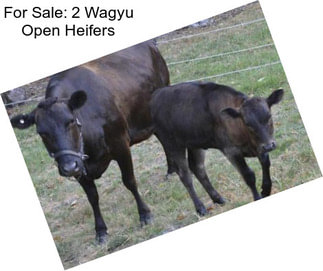 For Sale: 2 Wagyu Open Heifers