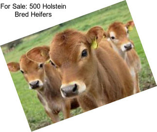 For Sale: 500 Holstein Bred Heifers