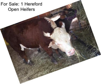 For Sale: 1 Hereford Open Heifers