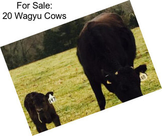 For Sale: 20 Wagyu Cows