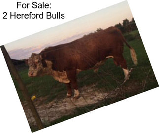 For Sale: 2 Hereford Bulls