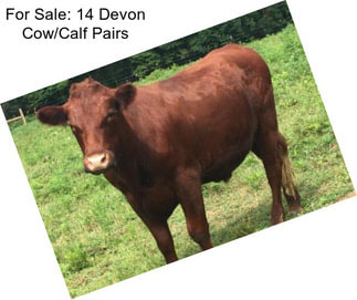 For Sale: 14 Devon Cow/Calf Pairs