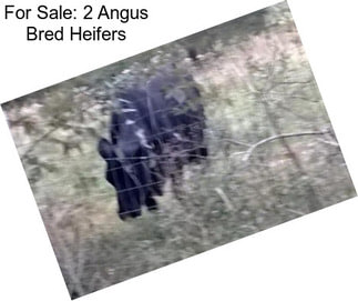 For Sale: 2 Angus Bred Heifers