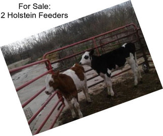 For Sale: 2 Holstein Feeders