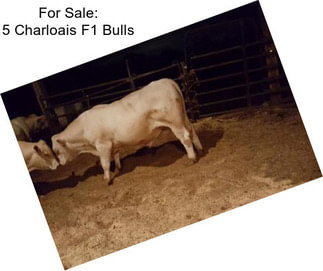 For Sale: 5 Charloais F1 Bulls