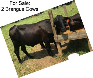 For Sale: 2 Brangus Cows