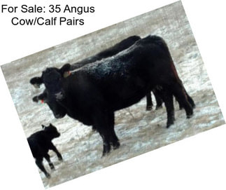 For Sale: 35 Angus Cow/Calf Pairs