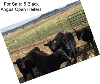 For Sale: 5 Black Angus Open Heifers