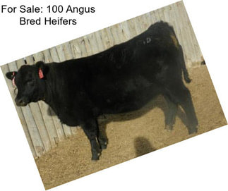 For Sale: 100 Angus Bred Heifers