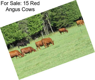 For Sale: 15 Red Angus Cows