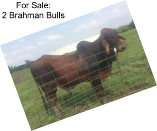 For Sale: 2 Brahman Bulls