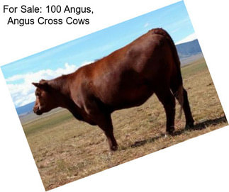 For Sale: 100 Angus, Angus Cross Cows