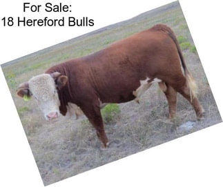 For Sale: 18 Hereford Bulls